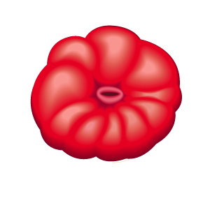 Stoma logo PNG.